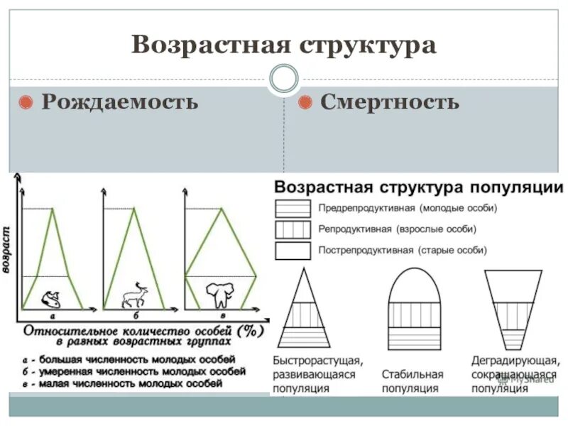 Характеристика популяций возрастная структура. Возрастная пирамида популяции. Структура популяции биология 9 класс. Структура популяций кратко. Структуры популяции в биологии.