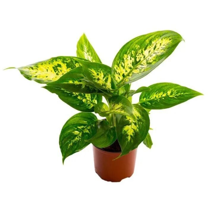 Диффенбахия кул бьюти. Диффенбахия компакта dieffenbachia compacta. диффенбахия пятнистая компакта. диффенбахия компакта d 12. диффенбахия марс компакта.