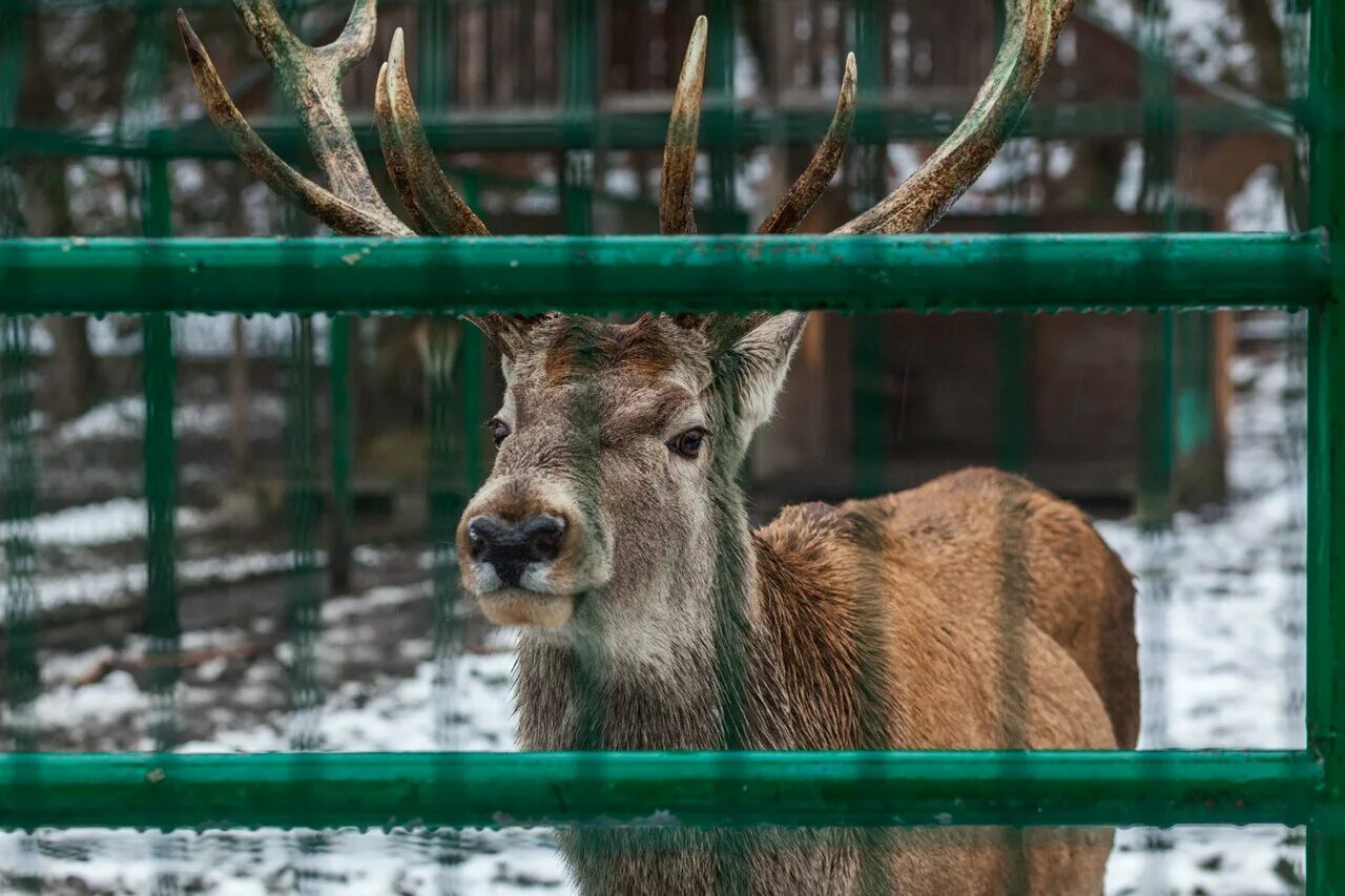 зоопарк сказка ялта животные. поляна сказок ялта зоопарк. ялтинский зоопарк «сказка» ялта. ялтинский зоопарк. крым ялта зоопарк сказка.