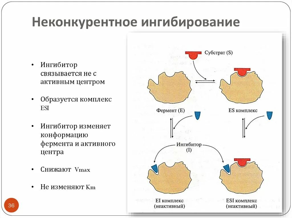 Блокаторы ферментов. Схема ингибирования фермента. Типы ингибирования ферментов биохимия. Конкурентное и неконкурентное ингибирование ферментов. Механизм действия ингибиторов ферментов биохимия.