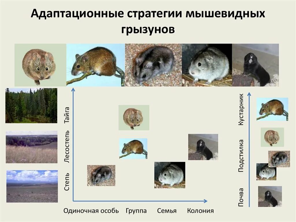 Рисунок уничтожение мышевидных грызунов. К семейству мышевидных грызунов относятся. Шкала размножения мышевидных грызунов таблица. Возрастные классы мышевидных грызунов по зубам.