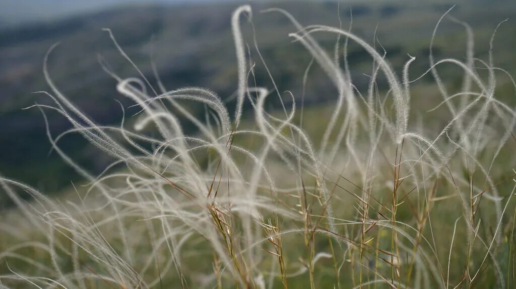 ковыль волосатик stipa capillata. ковыль трава степная. ковыль растет в степи. ковыль растет в степи. ковыль растет в степи.