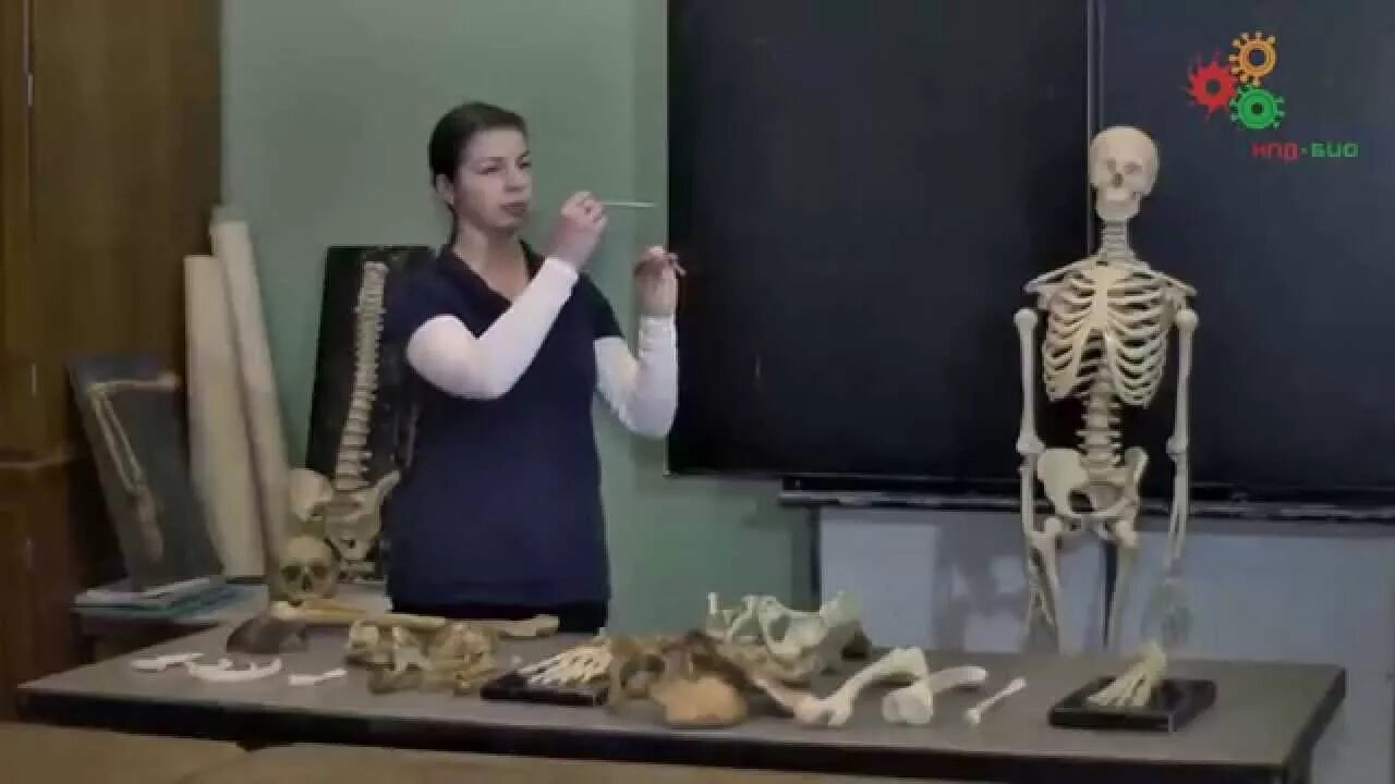 Однажды на уроке биологии учительница. Скелет учитель. Училки биологии со скелетом. Скульптура биология. Монстры в школе учитель скелет.
