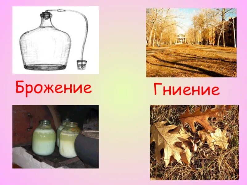 Гниение и процессы брожения. Бактерии гниения и брожения. теория брожения и гниения. теория брожения.
