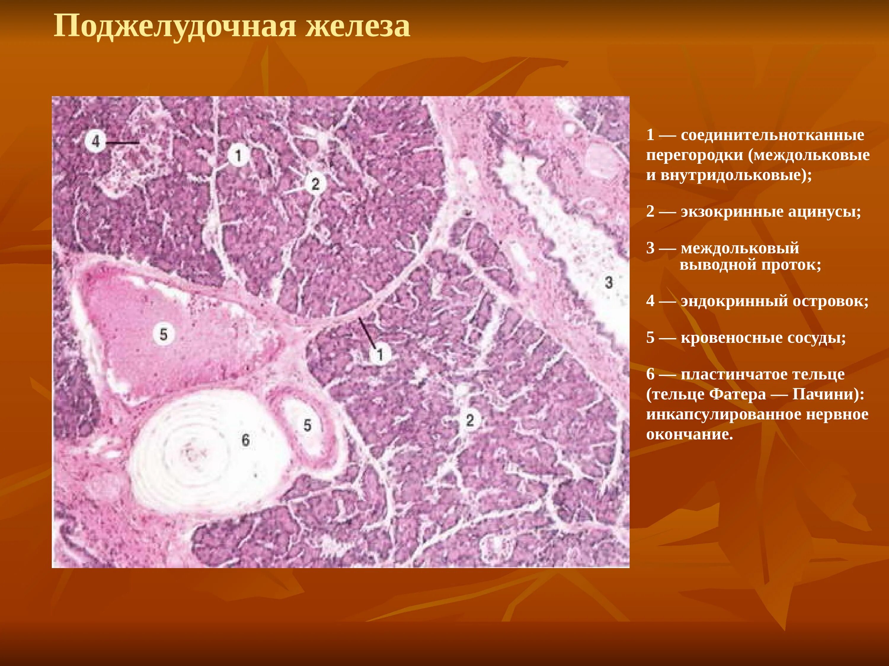 Выводной проток поджелудочной железы. Строение поджелудочной гистология. Структуры поджелудочной железы гистология. Железы гистология препараты. Тельца фатера