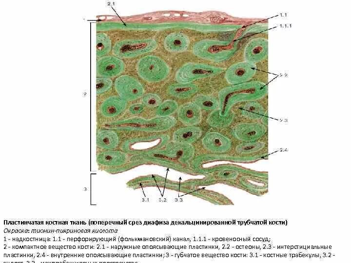Пластинчатая кость. Пластинчатая костная ткань срез декальцинированной кости. Пластинчатая костная ткань диафиза декальцинированной. Костная ткань поперечный срез диафиза кости гистология. Пластинчатая костная ткань поперечный срез диафиза.