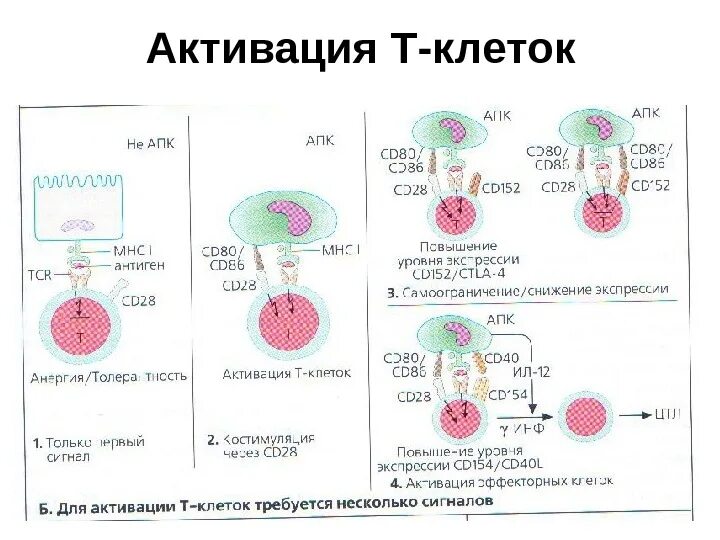 Активация т клеток. Активированные т клетки. активация в клеток схема. активация в лимфоцитов.