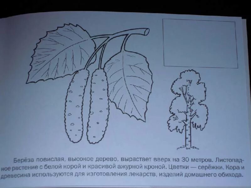 Разбор задач по биологии огэ. Береза повислая листорасположение. Береза бородавчатая гербарий. Рассмотрите фотографию листа березы повислой. Береза повислая (бородавчатая) гербарий.