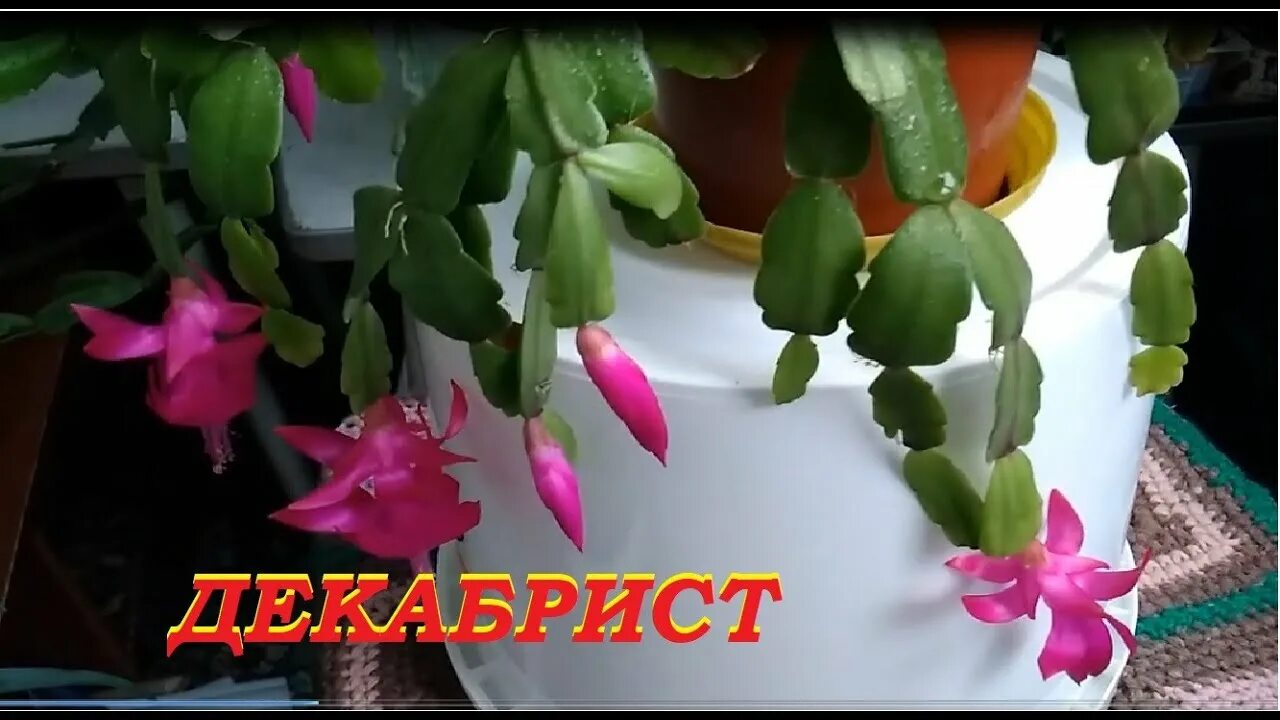 Черенки зигокактуса. Декабрист цветок грунт. Грунт для декабриста. Почва для шлюмбергеры. Грунт для шлюмбергера.