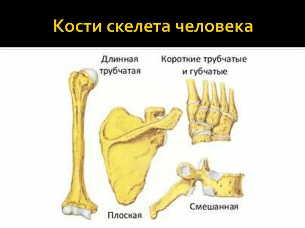 Соотнесите тип костей и ее название. Кости человека. формы костей. типы костей. типы костей скелета.