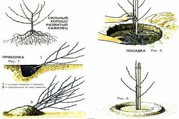 Как посадить вишню весной саженцами. Размножение вишни отводками весной. Размножение черешни отводками. Размножение черешни черенками. Черешня черенкование размножение.
