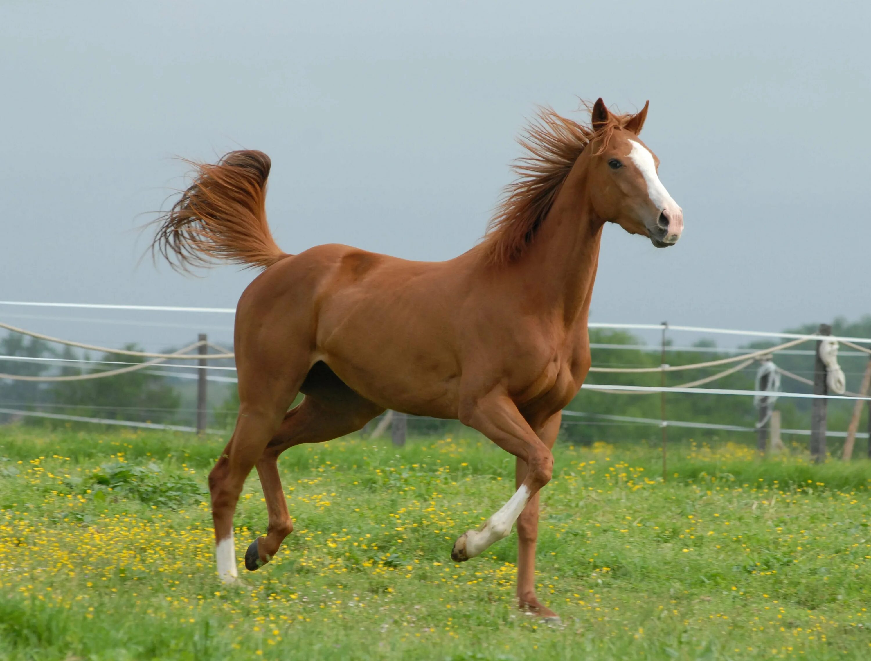A horse is an animal. Порода Мустанг жеребенок. Лошади породы делибоз. Мустанг лошадь рыжая. Лошадь породы Мустанг.