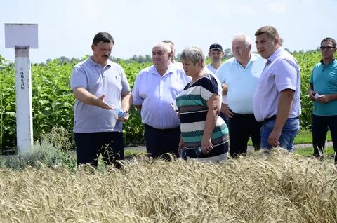 Волгоградская область новоаннинский алексеевский