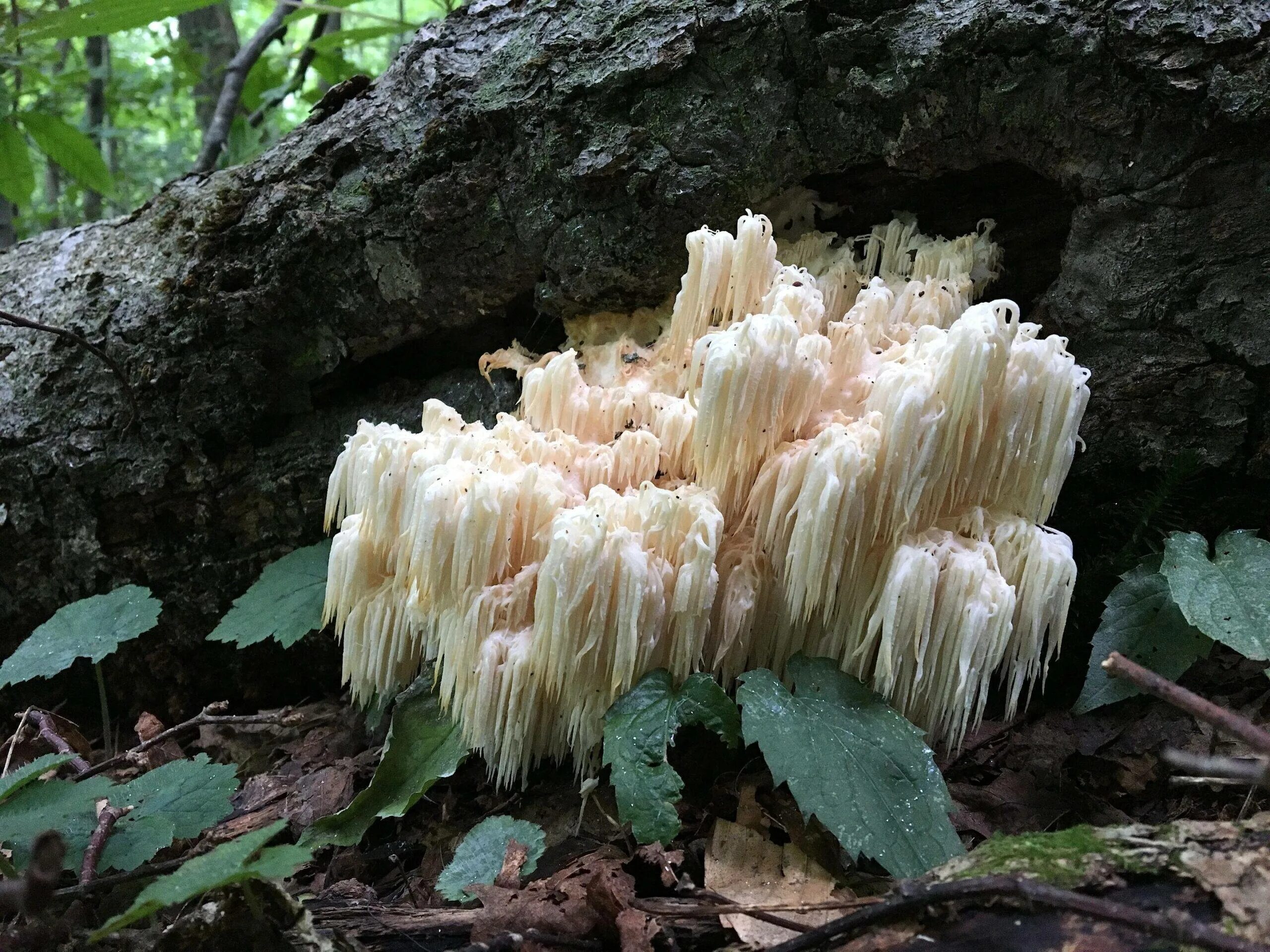 Mane mushroom