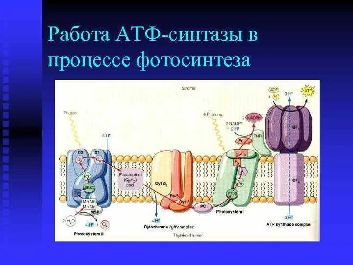 Строение атф синтеза. Функции АТФ синтазы. Активатор АТФ-синтазы. Строение АТФ синтазы биохимия. Функционирование АТФ синтазы.