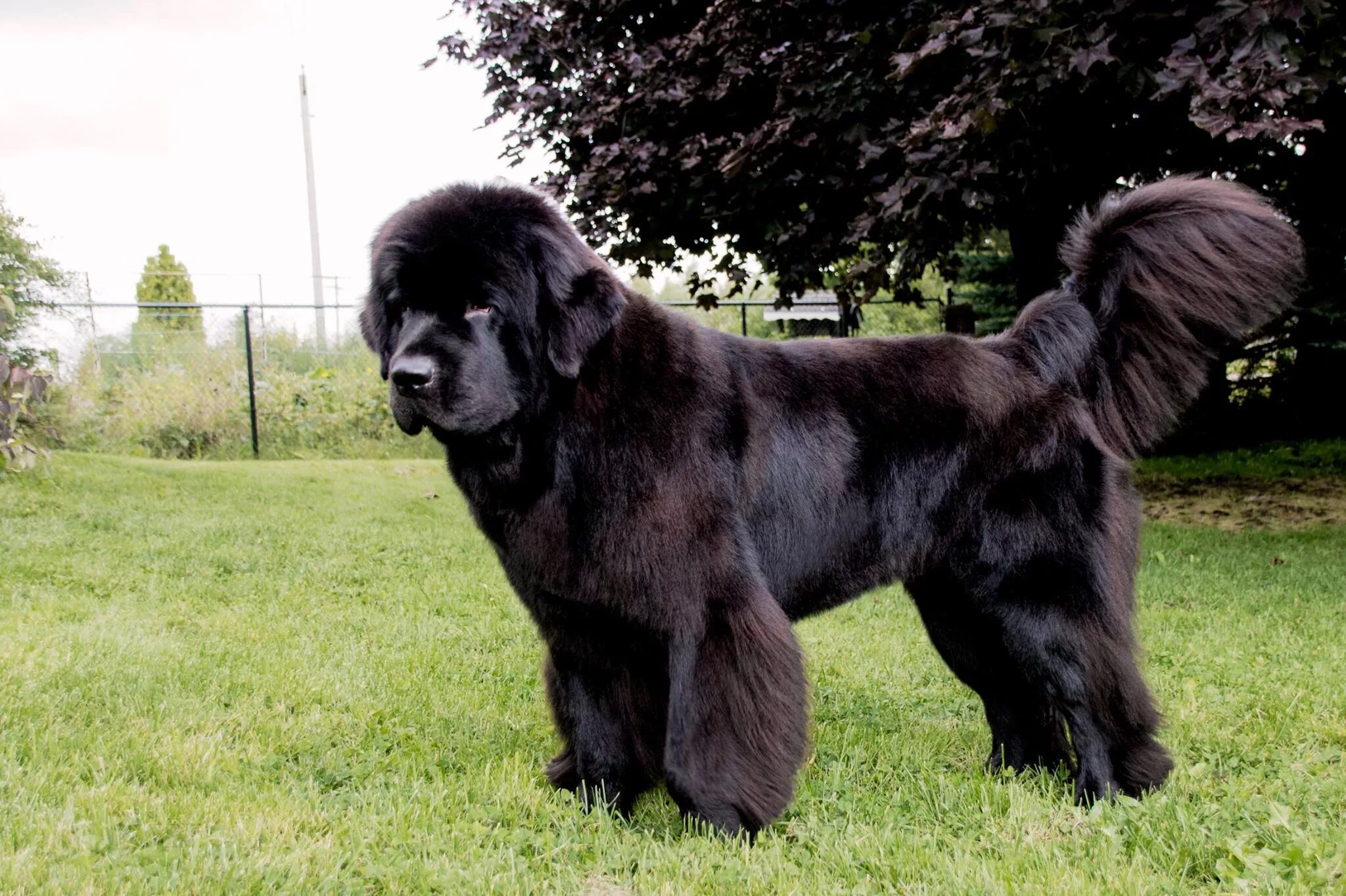 Собака водолаз ньюфаундленд. Ньюфаундленд белый. Ньюфаундленд. Ньюфаундленд собака. Ньюфаундленд белый.