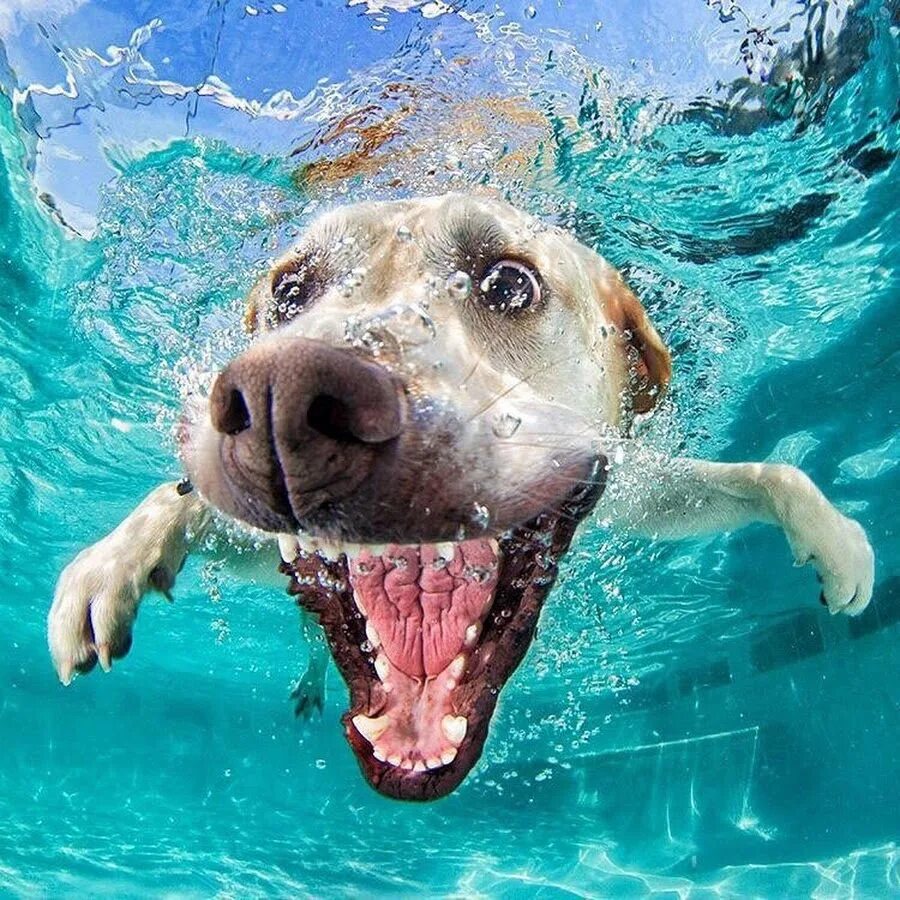 Виде пасти. Скульптура из дерева. Резьба по дереву бензопилой скульптуры. Виде пасти. Виде пасти.