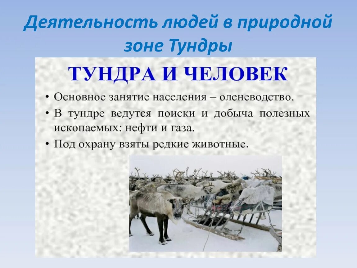 Жизнь в зоне особенности. Деятельность человека в тундре. Зона тундры деятельность человека. Тундра презентация. Детелност челомвка в тундра.