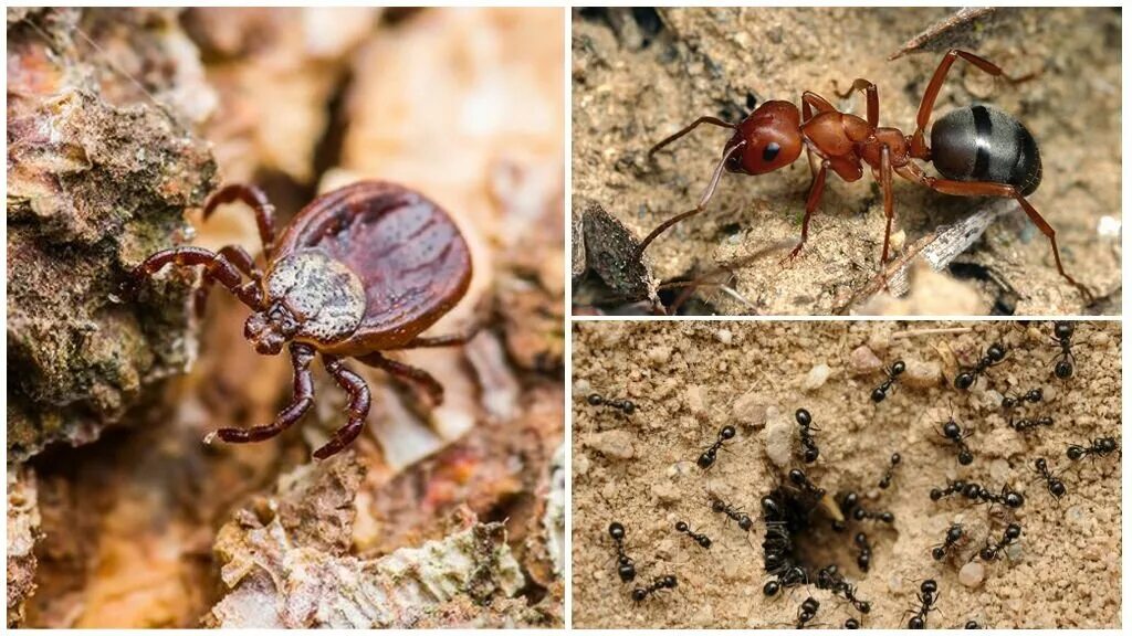 Враги муравьев в природе.
