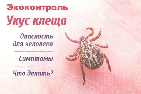 Процент энцефалитных клещей