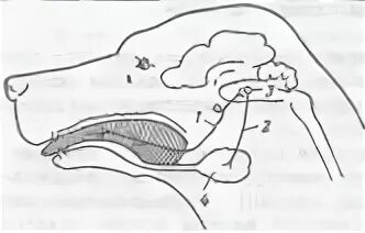 Рефлекторная дуга выделения желудочного сока. Рефлексы ротовой полости. Безусловное выделение слюны. Слюноотделение у собаки схема.