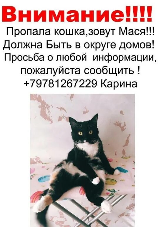 Почему не возвращается кошка