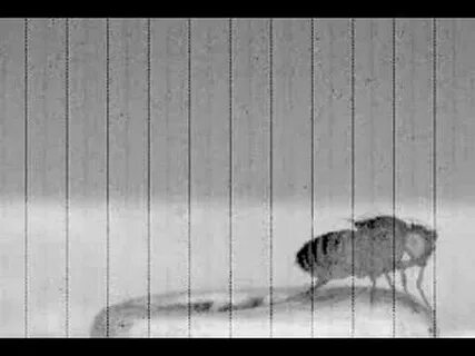 Flies killed