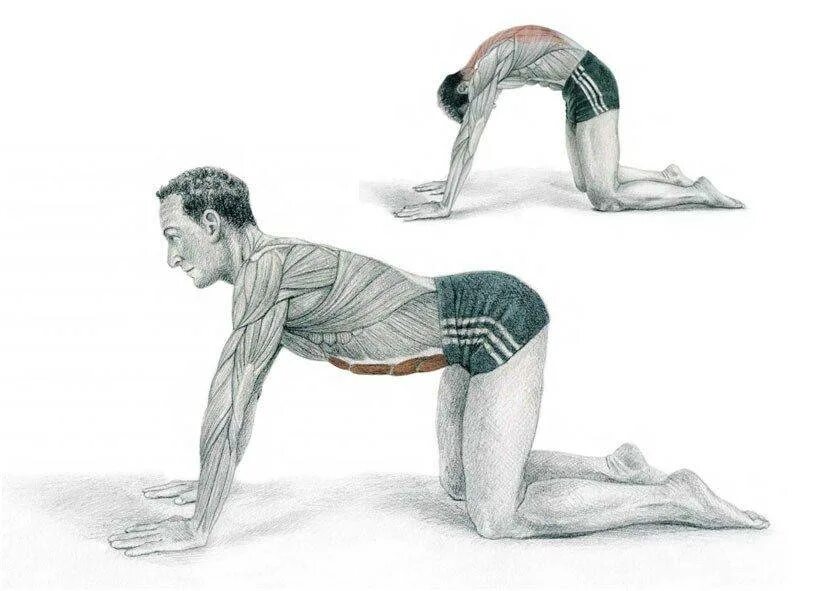 Растяжка мышц спины упражнения. Упражнения для спины на четвереньках. Упражнения на четвереньках для позвоночника. Кошечка упражнение для спины.