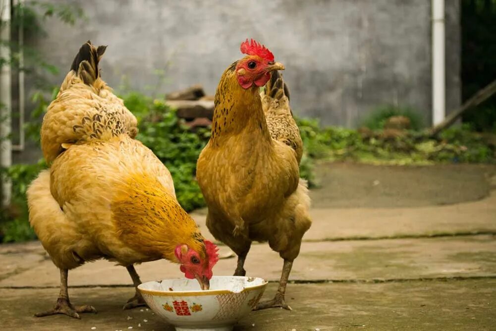 Домашние куры кормление. Кормление кур. Минералы для куриц. Куры и зерно. Добрая курица.