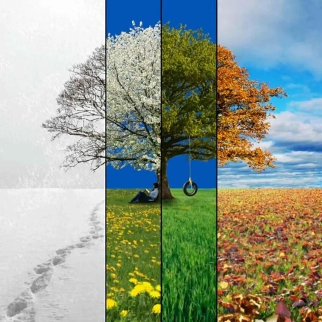 Пейзаж по временам года. Яркие краски осени. Сезонные пейзажи. Graham gercken картины. Пейзаж дерева легкий.