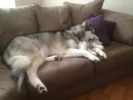 I have dog only