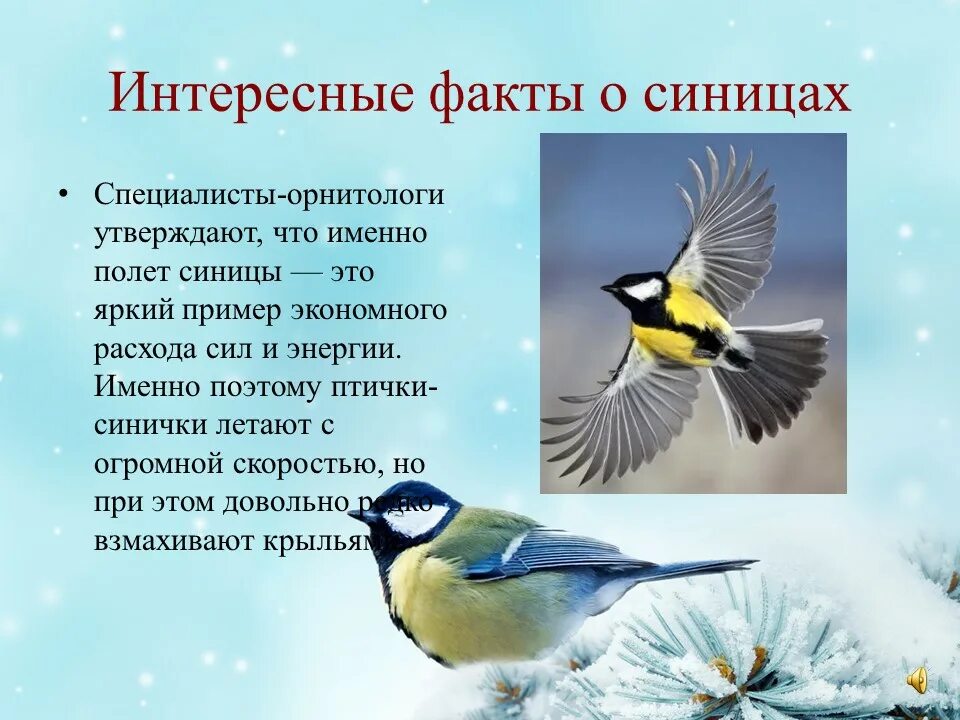 12 Ноября Синичкин календарь. Синичкин праздник 12 ноября. Праздник Синичкин день в детском саду. Праздник синиц.