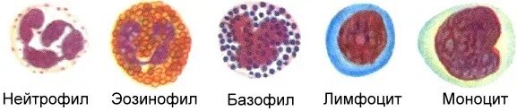 Базофилы эозинофилы нейтрофилы моноциты и лимфоциты. Базофили нейтрофилы эозинофилы. Микрофаги: нейтрофилы эозинофилы. Лейкоциты эозинофилы базофилы нейтрофилы моноциты. Эозинофилы моноциты тромбоциты