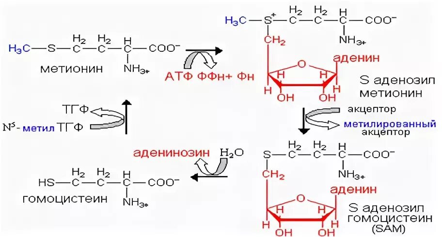 Метаболизм метионина биохимия. Схема метаболизма метионина. Схема реакции активации метионина. Реакция образования метионина. Структура активного метионина