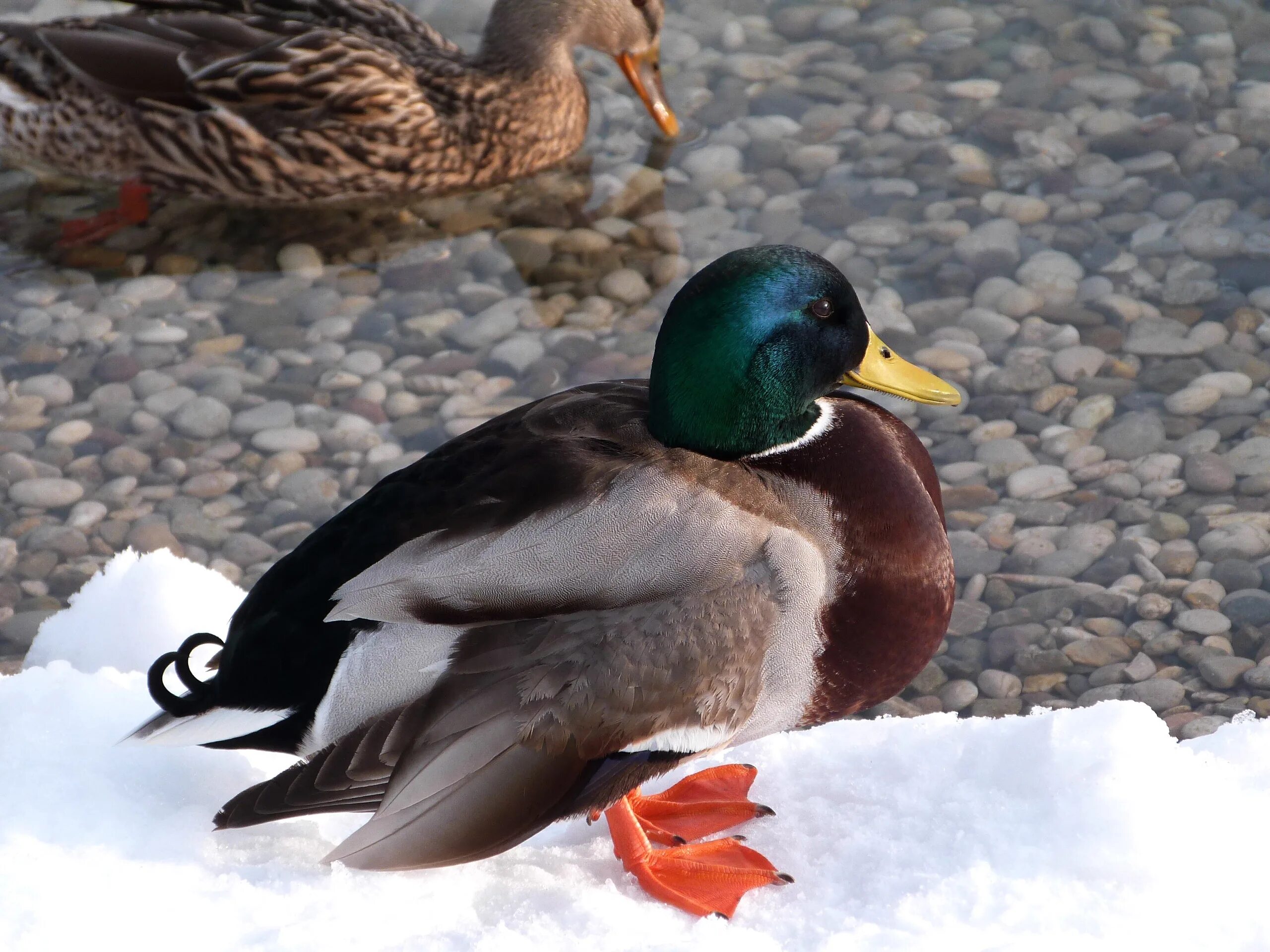 Duck com. Селезень утки Крылья. Утки шептуны. Крылья селезня кряквы. Перо утки селезня.