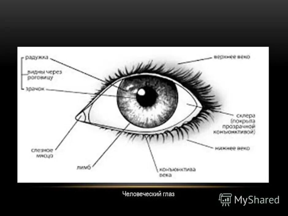 Глаз окружение. Наружное строение глаза человека схема. Схема строения глаза анатомия. Строение глаза вид спереди. Структура глаза человека схема.