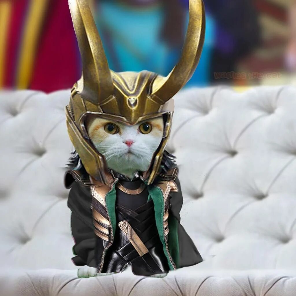 Кот локки. Локи марвел кот. кот marvel loki. питомец локи. коты косплей.