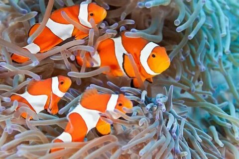 Fish family