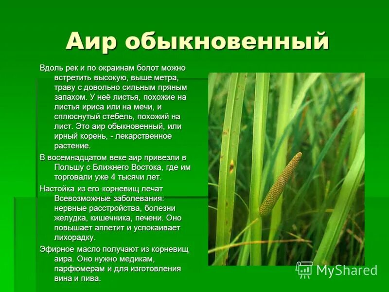 аир обыкновенный от чего. корень аира полезные свойства. аир болотный корень. корневище аира болотного характеристики. аир болотный.