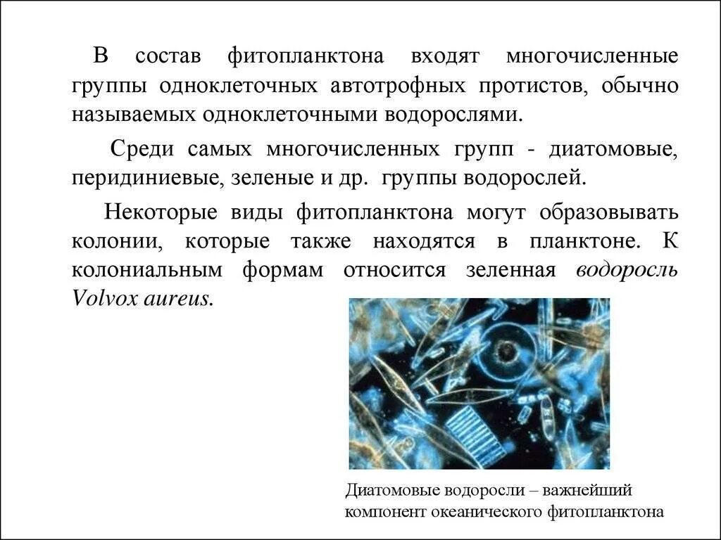 Что ученые называют фитопланктоном дайте определение. Видовой состав фитопланктона. Фитопланктон состоит из. Автотрофия фитопланктона. Значение фитопланктона.