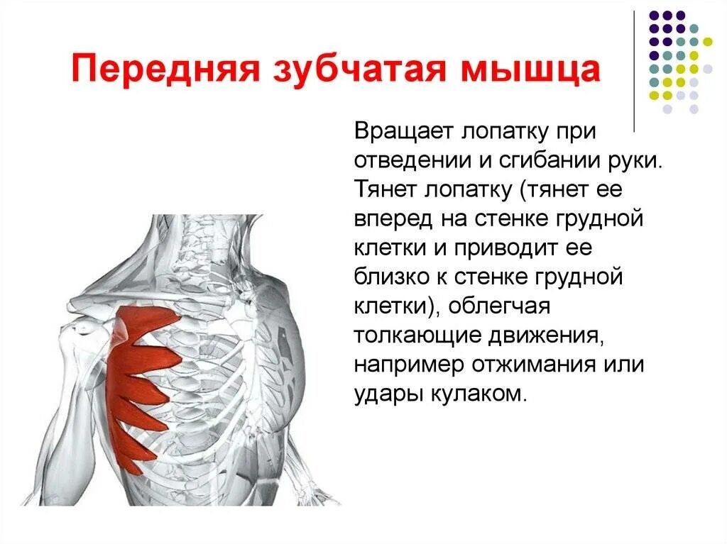 Тренировка межреберных мышц. Передняя зубчатая мышца вид спереди. болит зубчатая мышца спереди. передня язубчатая мышуа.