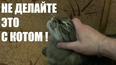 Кота гладить приятно
