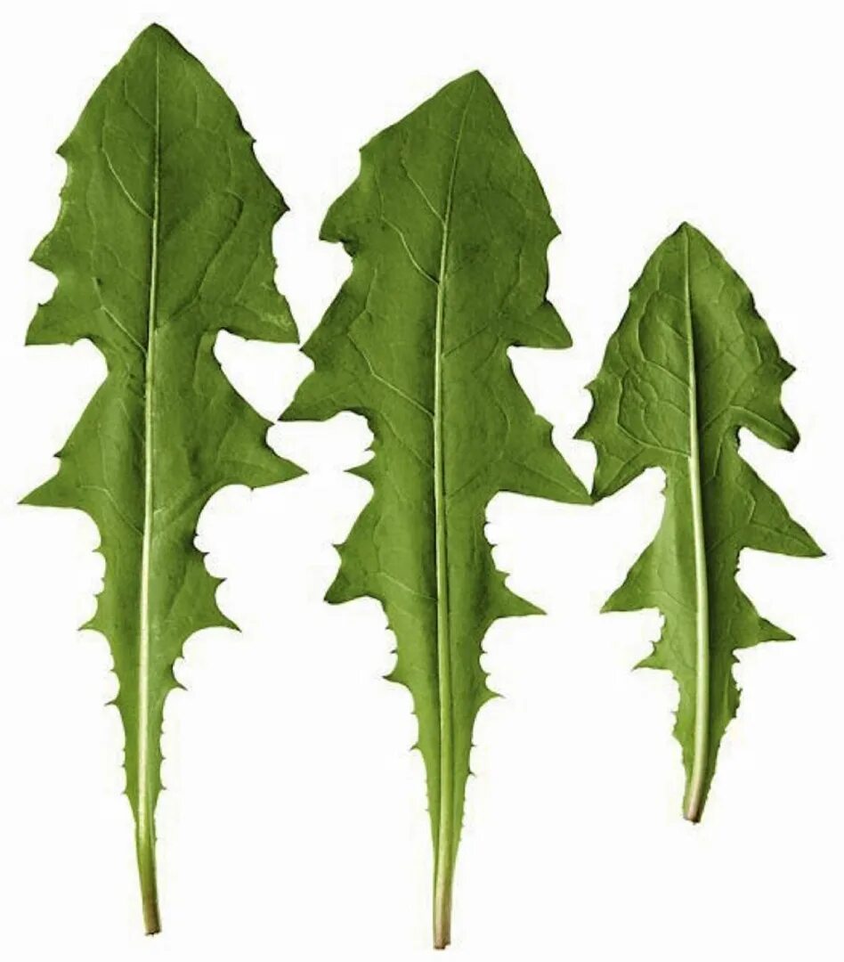 Одуванчик лекарственный форма. Лист одуванчика. Одуванчик лекарственный листья. Одуванчик лекарственный лиет. Форма листьев одуванчика.