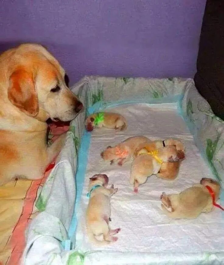 Как рождаются щенки. Новорожденные щенки. Место для щенков новорожденных. Рождение маленьких щенков.