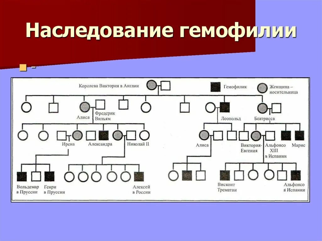 Гемофилия у человека наследуется