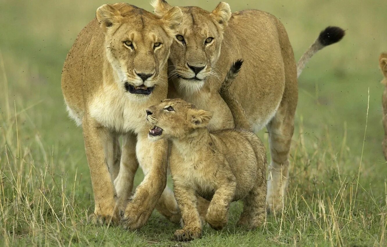 Animals images. Лев львица и Львенок. Львиный Прайд. Африканский Лев Прайд. Детеныш Льва.