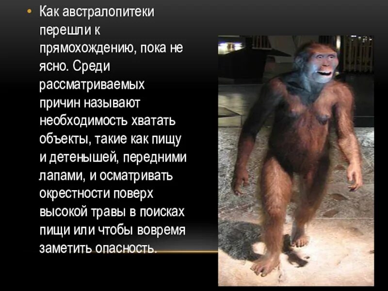 Опорно двигательная система человекообразных обезьян. Переход человека к прямохождению. Переход человека к прямохождению. Прямохождение человека. Приспособления скелета к прямохождению.