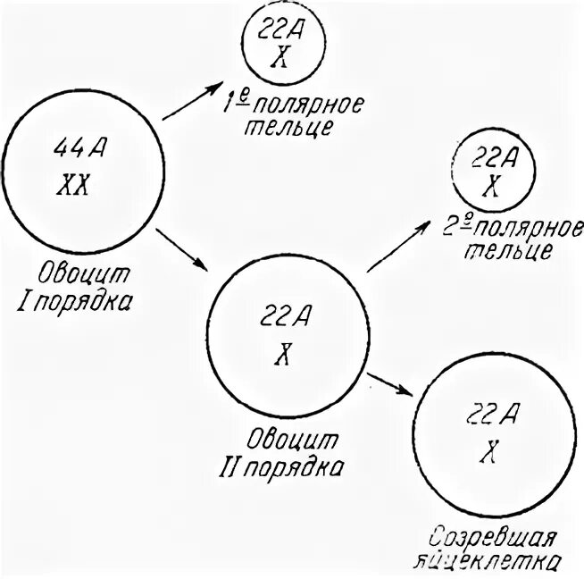 Сопровождается образованием полярных телец. Сопровождается образованием полярных телец