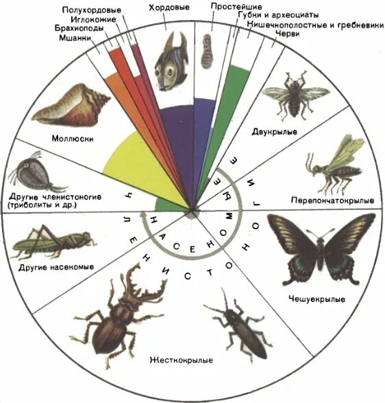 Самый многочисленный класс позвоночных. Количество видов животных. Видовое разнообразие насекомых. Численность видов животных на земле. Соотношение численности видов животных.