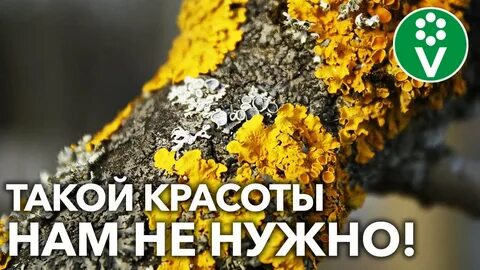 Қынаптың орнын не алмастыра алады? (Фото)